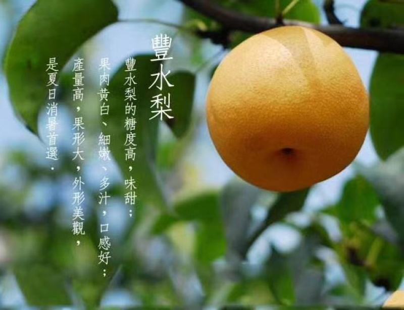 大量供应丰水梨，现货诚信经营，口感甜，化渣细漱，品质好。