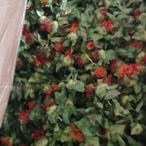 花茶红花果