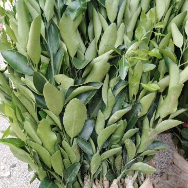 沃泔金秋明日见等