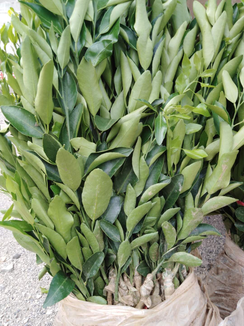 沃泔金秋明日见等