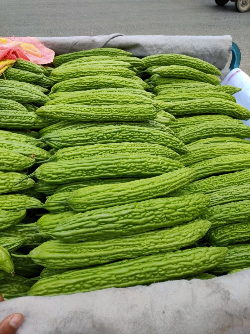 精品苦瓜货源充足，有需要的请联系。量大从优，产地直发，