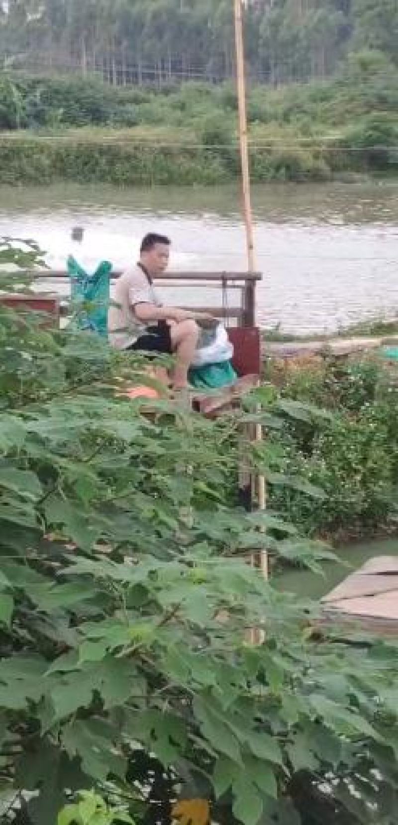 [鲶鱼苗]，杂交大口鲶，南方大口鲶，杂交鲶