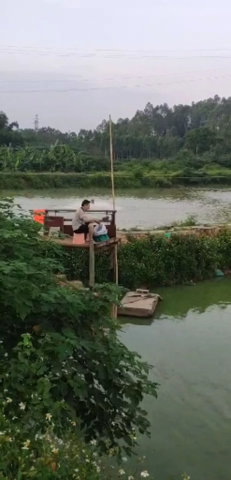 [鲶鱼苗]，杂交大口鲶，南方大口鲶，杂交鲶