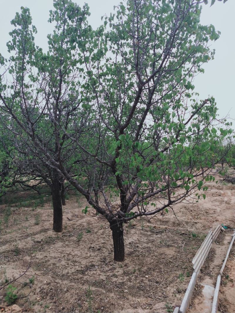杏树