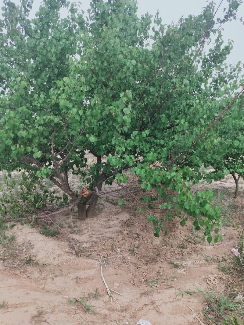 杏树