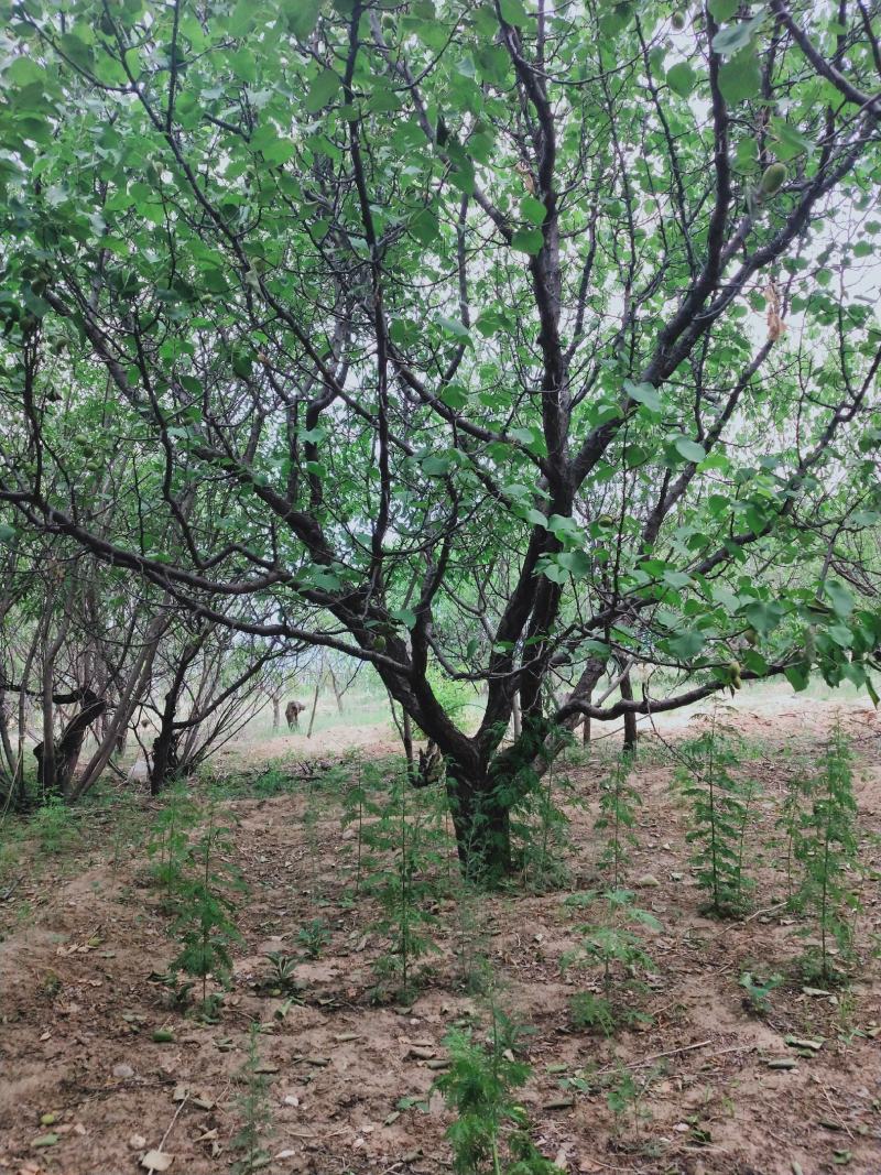 杏树