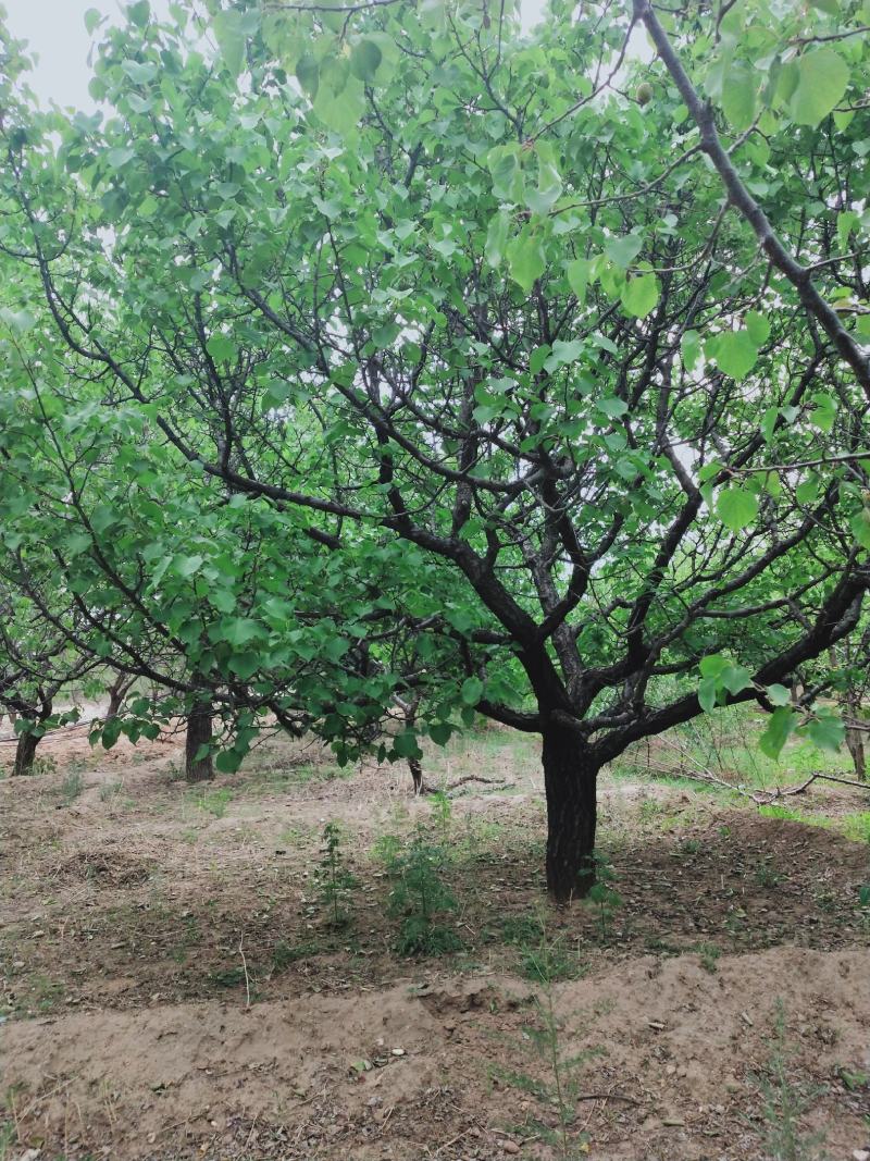 杏树