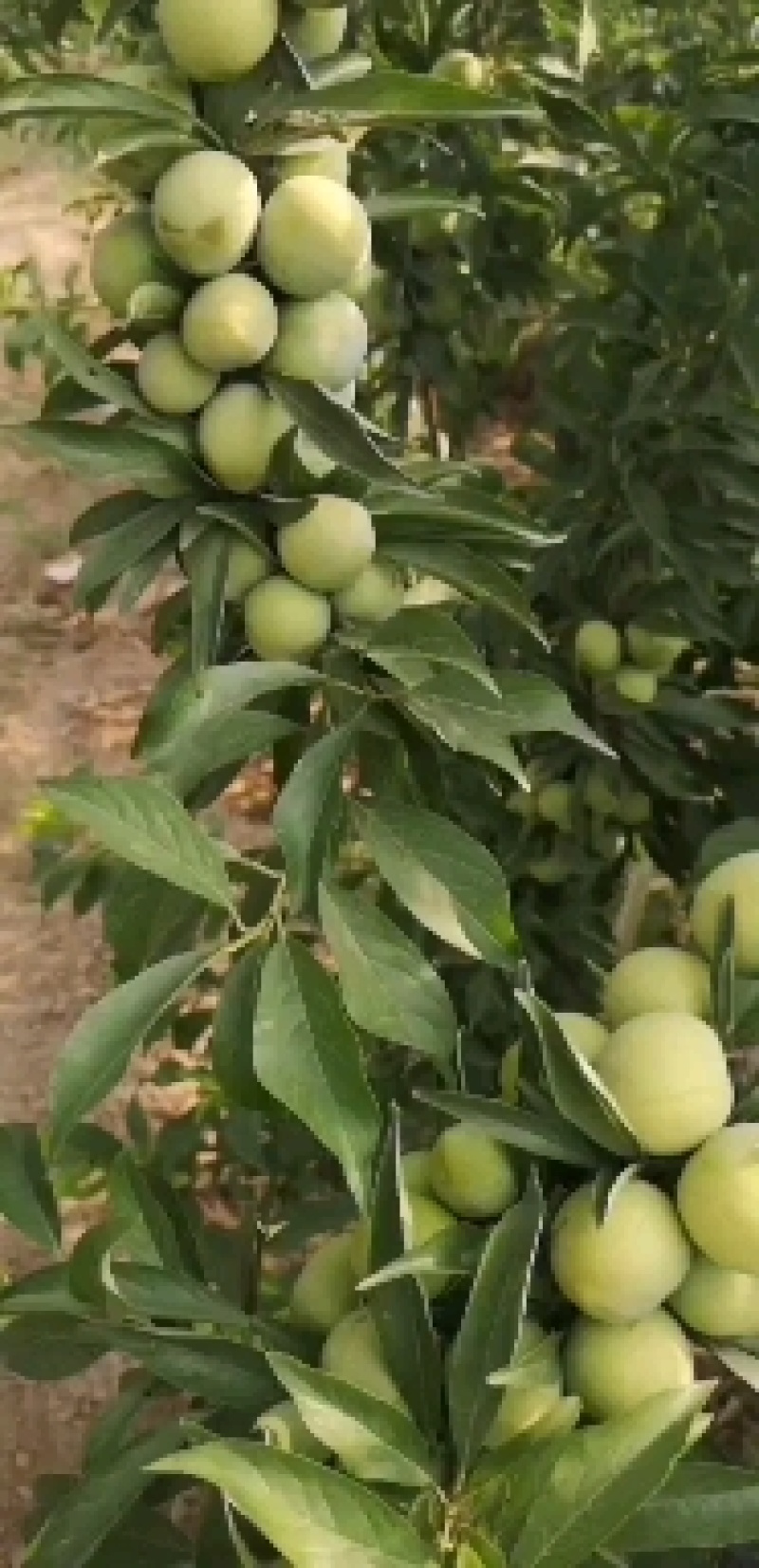 蜂糖李子批发，陕西蜂糖李子基地价格，蜂糖李子价