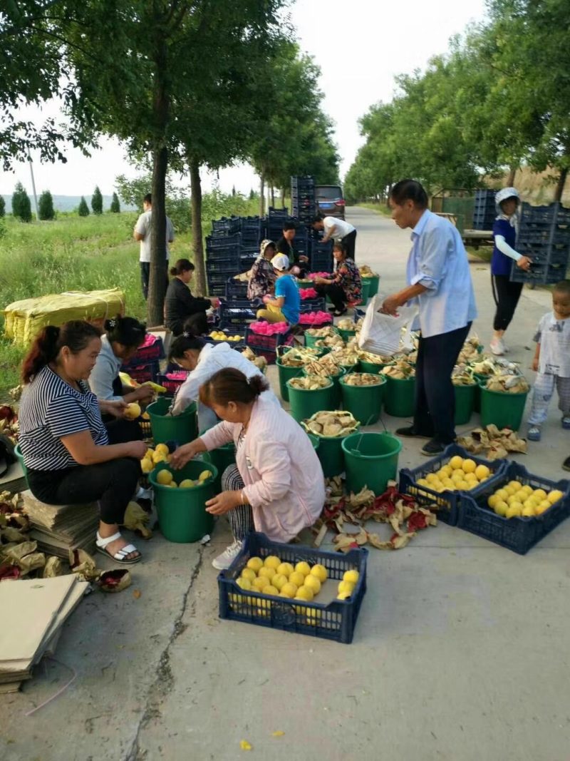 陕西澄城黄金密黄桃口感甜蜜诚招全国各地客商支持一件代发
