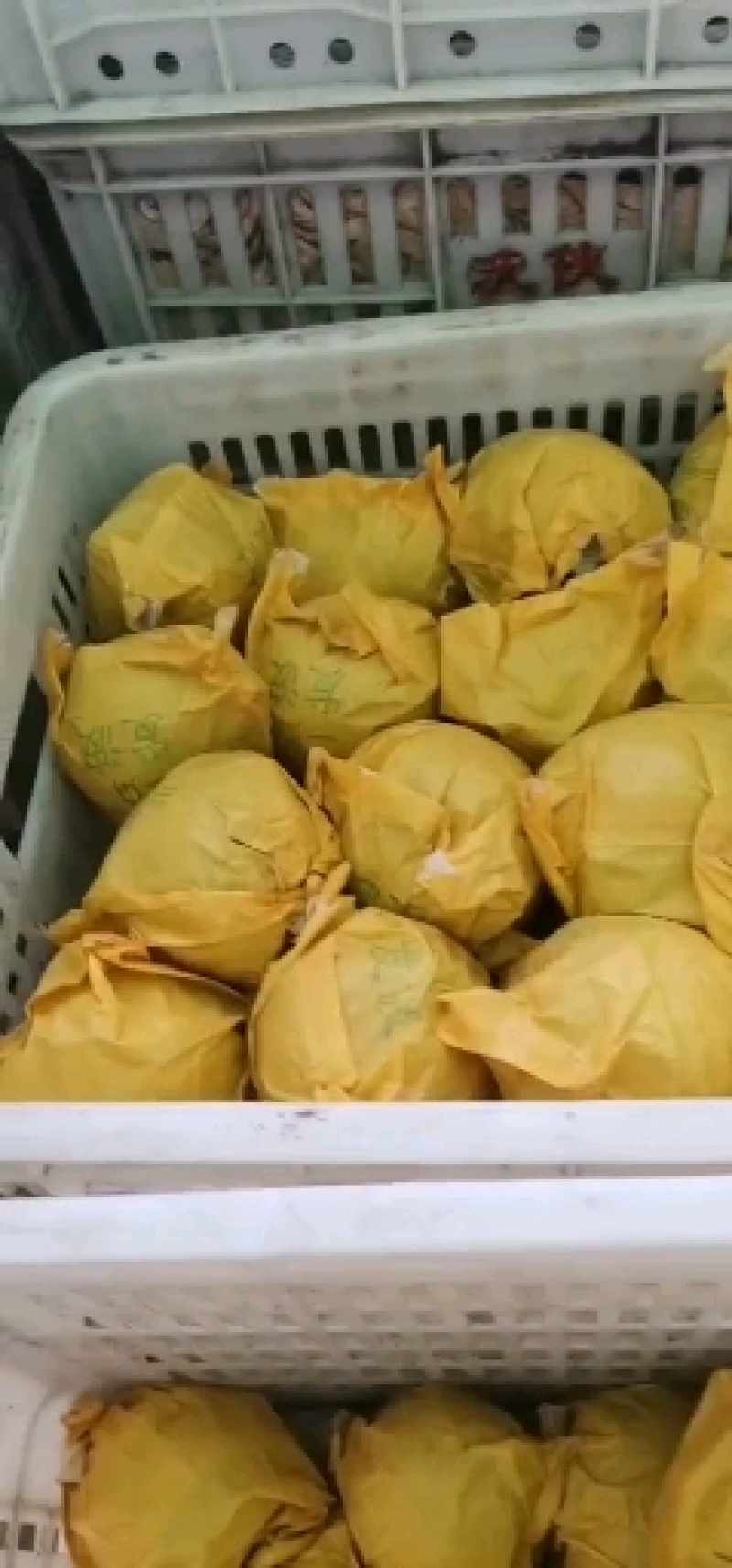 青皇冠梨是砀山现在热卖品种，果面光滑肉质细腻，口感好，