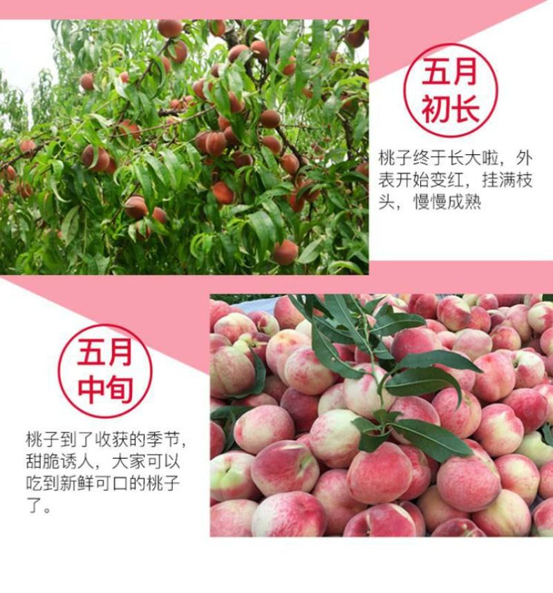 水蜜桃，陕西水蜜桃，对接各大电商平台，诚招代理商