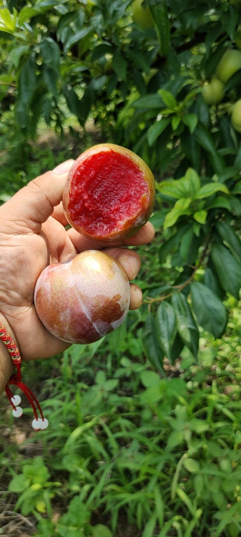 大芙蓉大量上市中秋姬李子大量上市中成熟了口感好