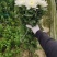 清明节白菊黄菊扫墓祭祀祭奠亲人花鲜花上坟祭祖现采花卉货