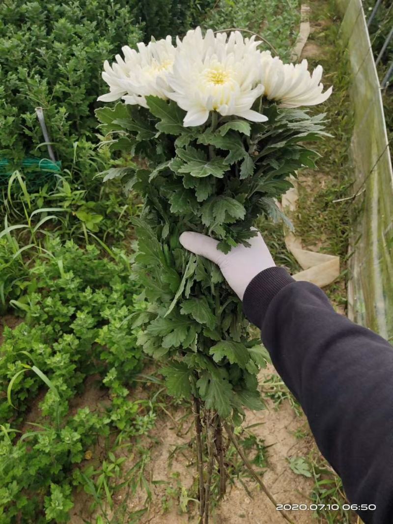 清明节白菊黄菊扫墓祭祀祭奠亲人花鲜花上坟祭祖现采花卉货
