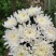 清明节白菊黄菊扫墓祭祀祭奠亲人花鲜花上坟祭祖现采花卉货