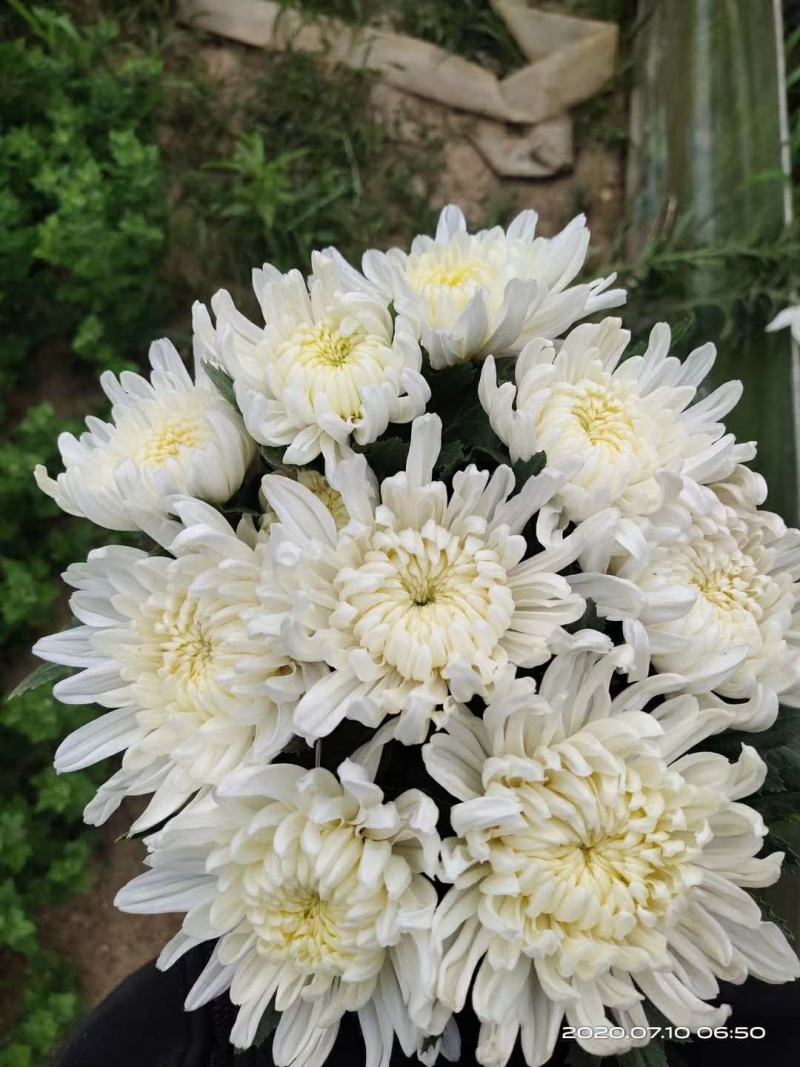 清明节白菊黄菊扫墓祭祀祭奠亲人花鲜花上坟祭祖现采花卉货