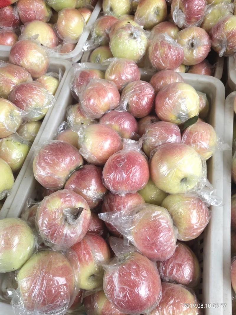 冠县（嘎啦苹果，美八苹果）万亩苹果已大量上市，保质保量。