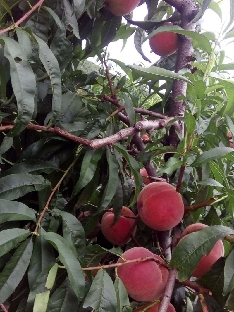 山东金秋红蜜毛桃大量有货销售，产地直销，价格便宜。