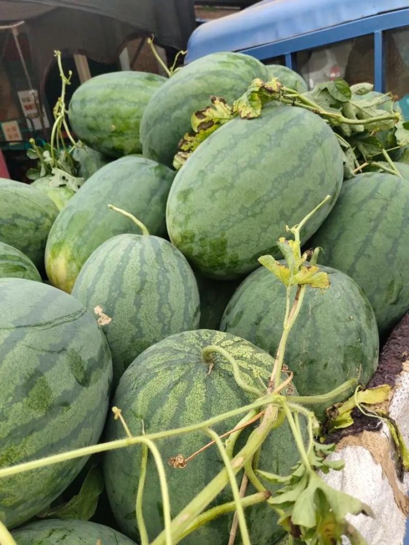 龙卷风西瓜大量上市，有需要联系