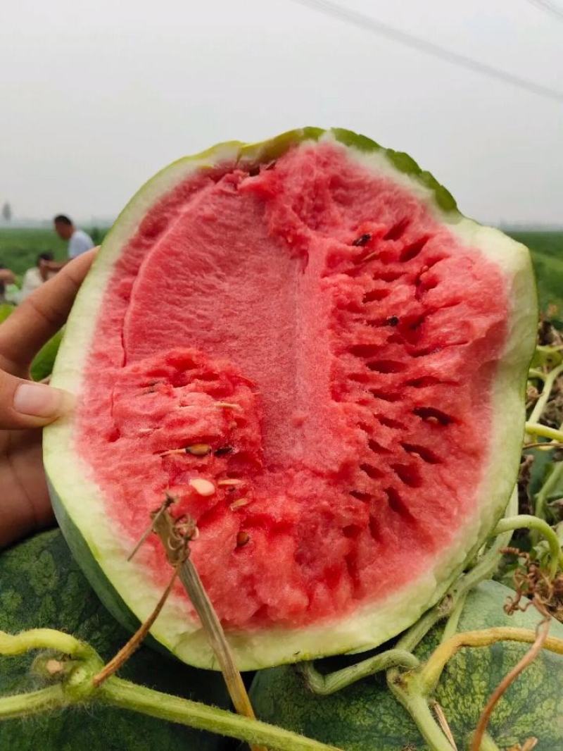 龙卷风西瓜大量上市，有需要联系