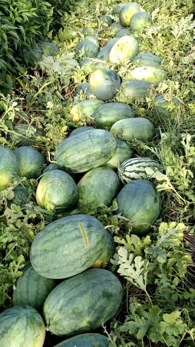 龙卷风西瓜大量上市，有需要联系