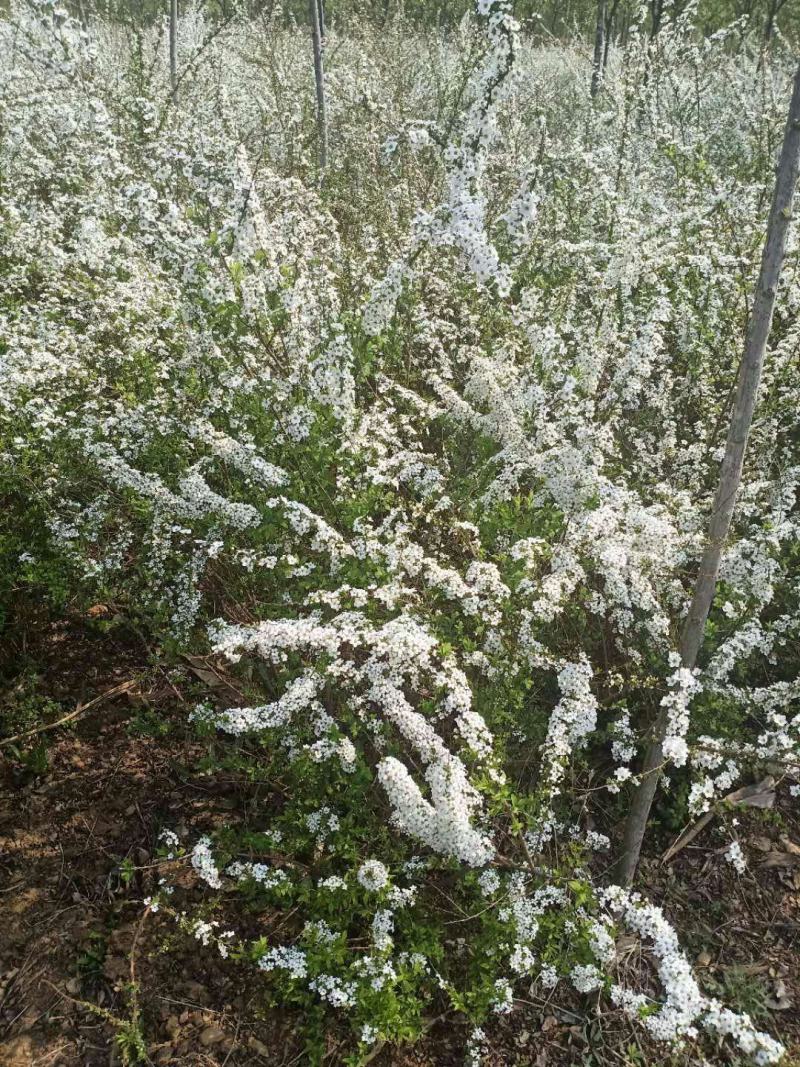 珍珠绣线菊，珍珠绣线菊球