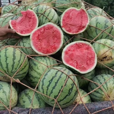 美都西瓜大量上市！
