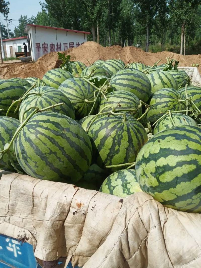 美都西瓜大量上市！