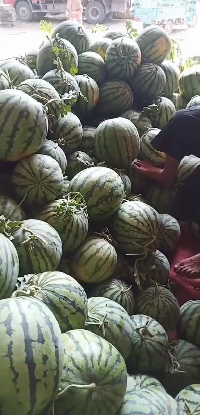 美都西瓜大量上市！