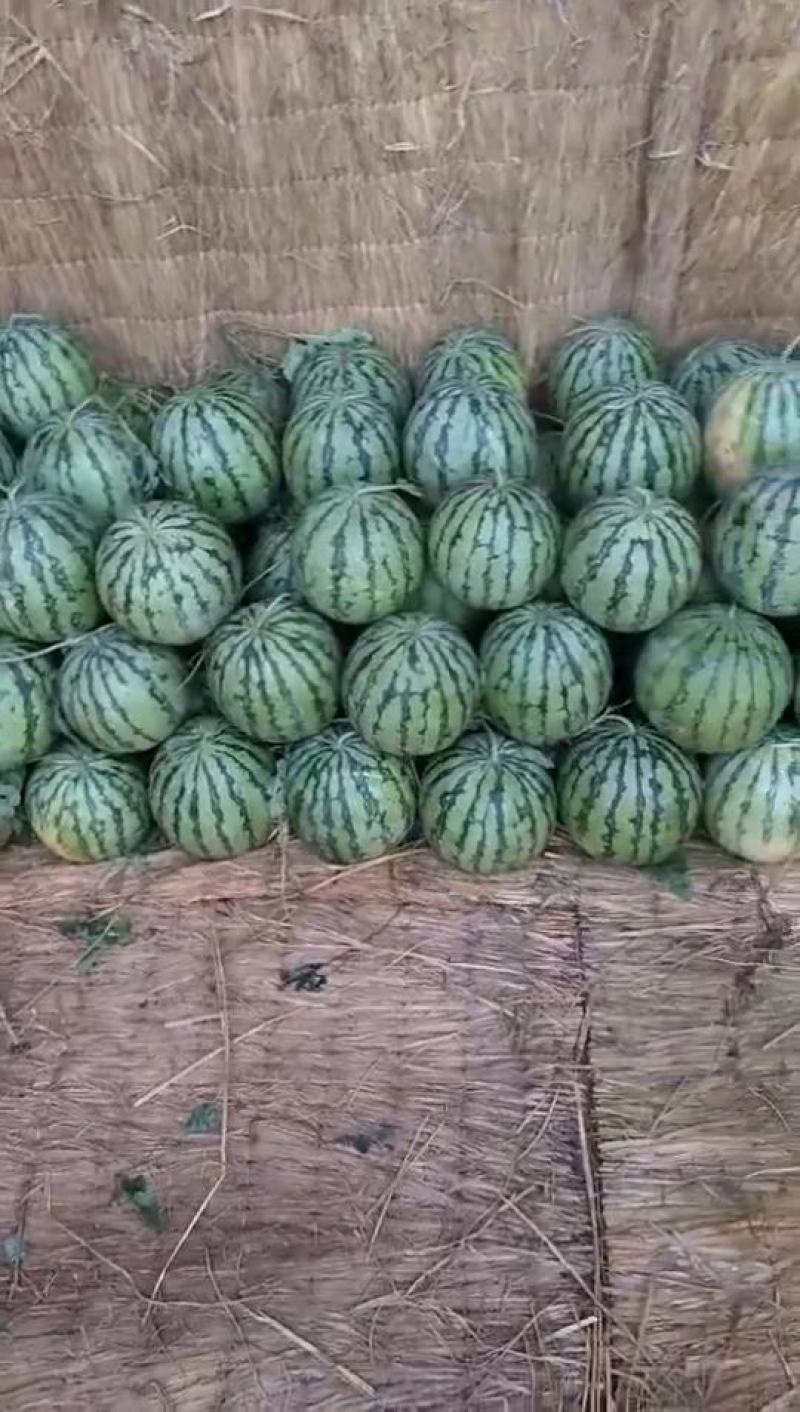 美都西瓜大量上市！
