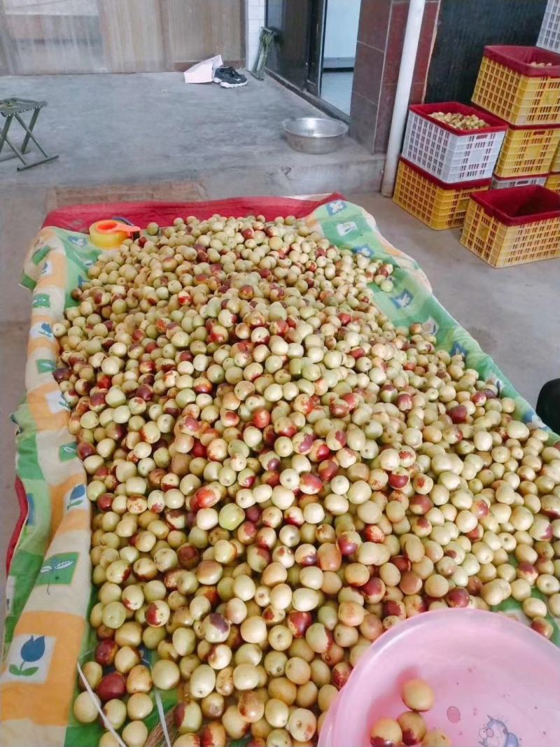 冬枣供应，钢架棉被棚冬枣大量供应，大荔冬枣
