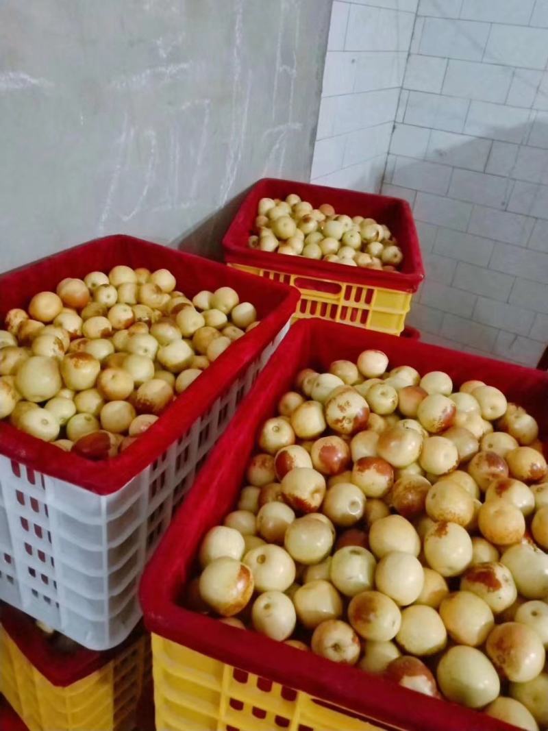 冬枣供应，钢架棉被棚冬枣大量供应，大荔冬枣