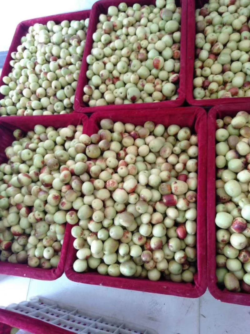 冬枣供应，钢架棉被棚冬枣大量供应，大荔冬枣