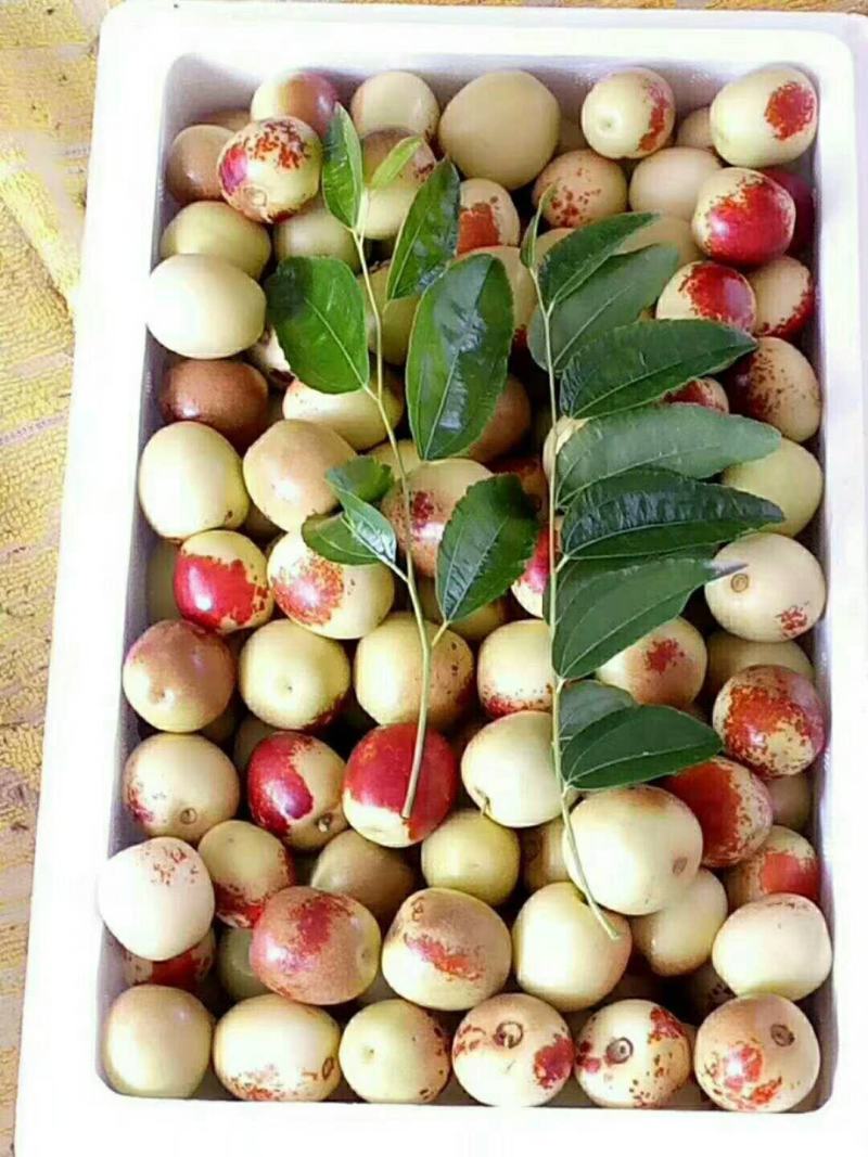 冬枣供应，钢架棉被棚冬枣大量供应，大荔冬枣