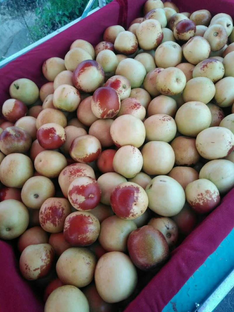 冬枣供应，钢架棉被棚冬枣大量供应，大荔冬枣