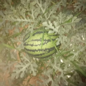 西瓜甜王西瓜