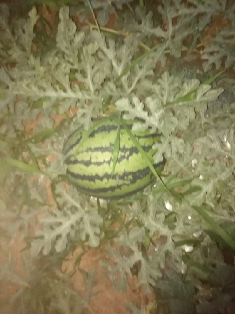 西瓜甜王西瓜