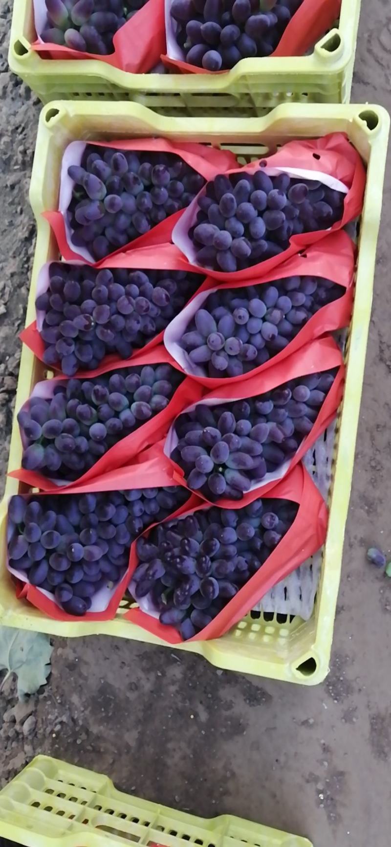 辽宁北镇地区精品着色香，茉莉香葡萄，大量上市，货源充足