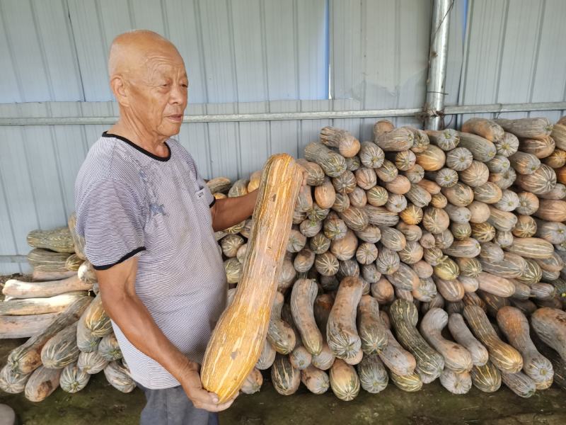 健美密本南瓜，自己基地，种植面积大