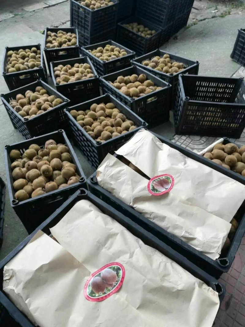 猕猴桃，秦美，徐香，不翠香，味美多汁，口感纯正，每味多汁