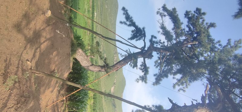 造型油松