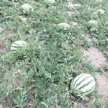 优质货源，物美价廉