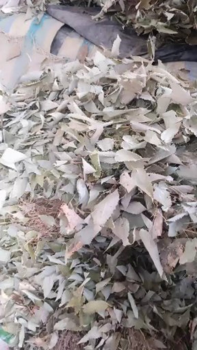 秦岭高海拔淫羊藿高含量