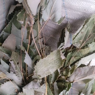 秦岭高海拔淫羊藿高含量