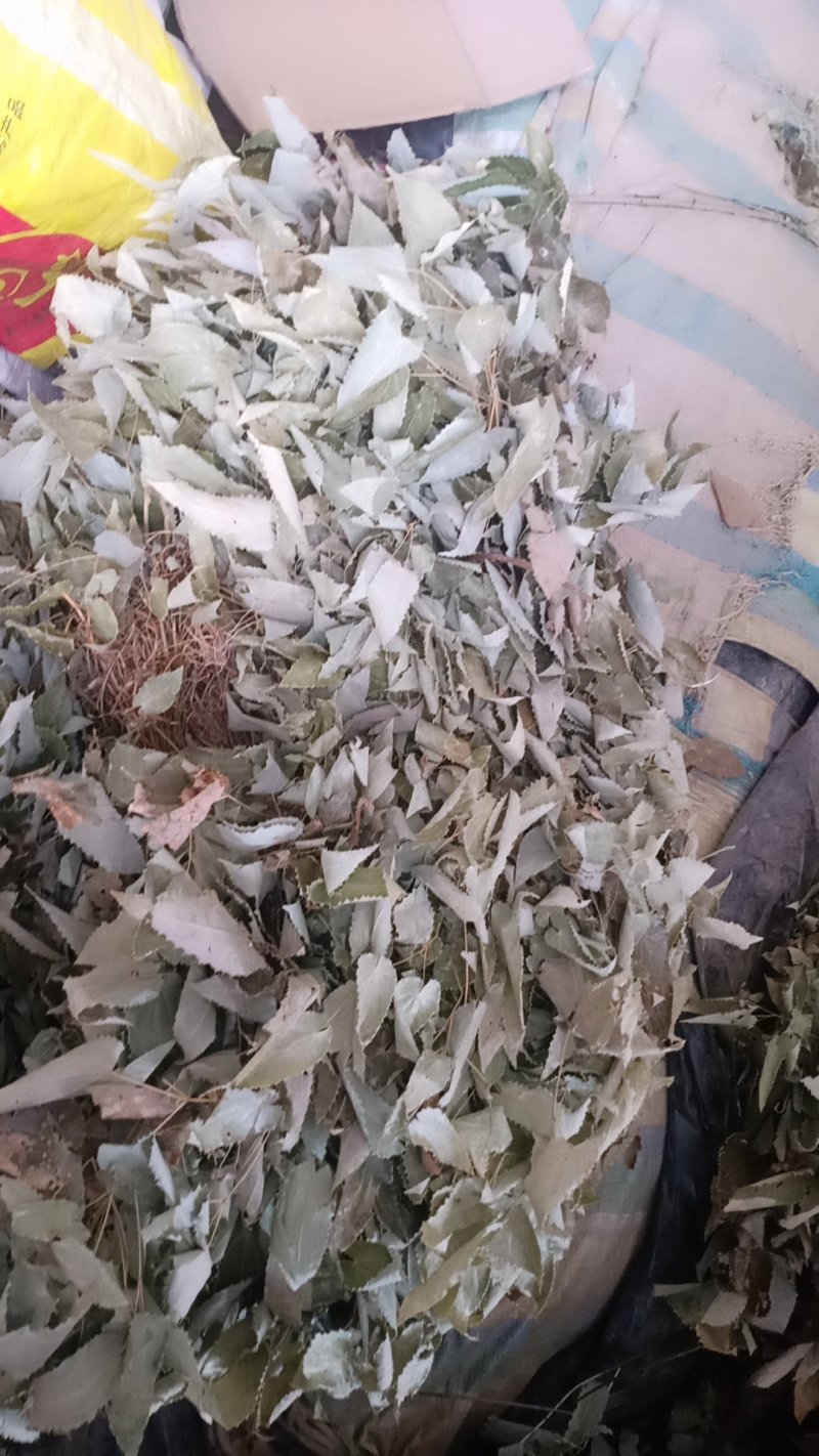 秦岭高海拔淫羊藿高含量