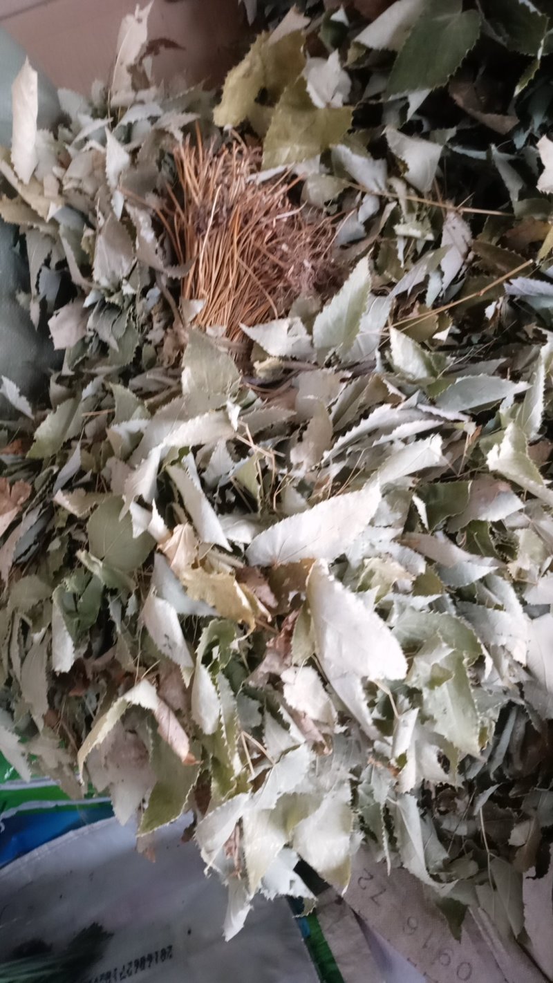 秦岭高海拔淫羊藿高含量