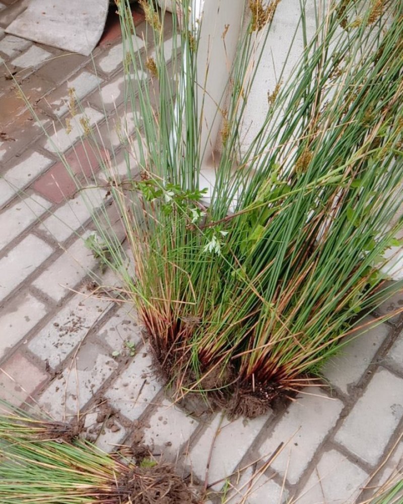 野生灯心草