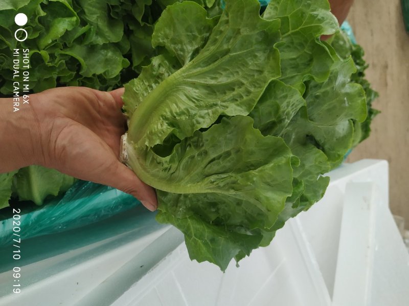 意大利散叶生菜，产地直供，装泡沫箱，装框，代发