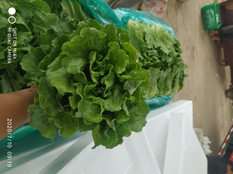 意大利散叶生菜，产地直供，装泡沫箱，装框，代发