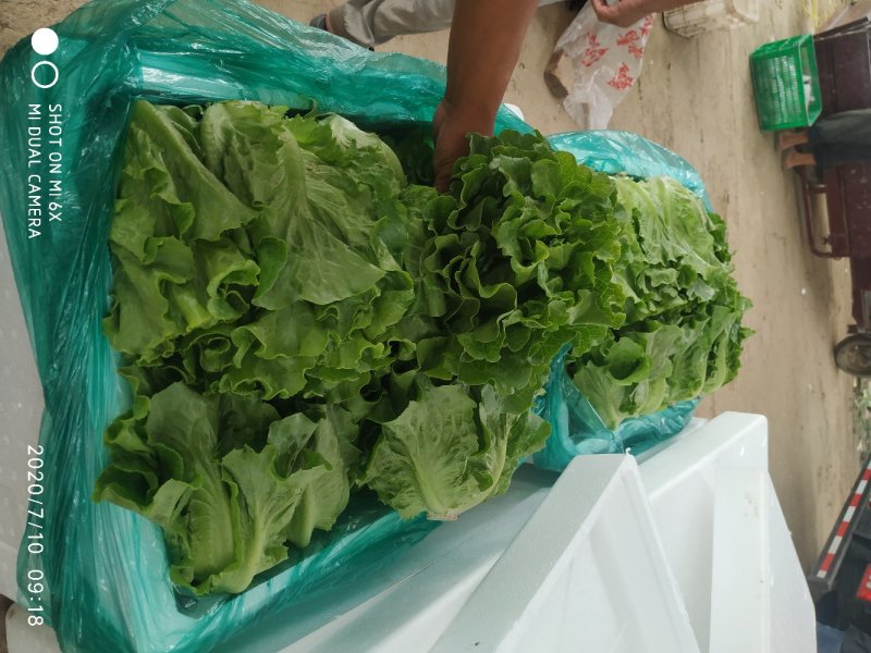 意大利散叶生菜，产地直供，装泡沫箱，装框，代发